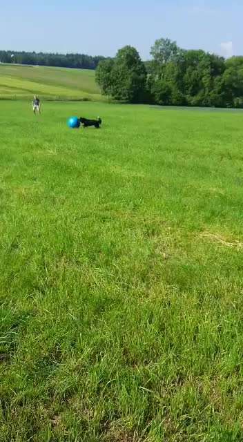 Altdeutsche Hütehunde-Beitrag-Bild