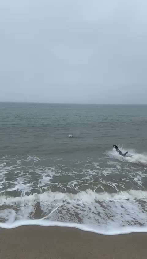 Labradorfans-Beitrag-Bild