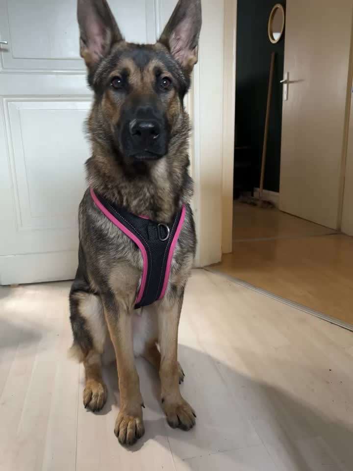 Schäferhund-Beitrag-Bild