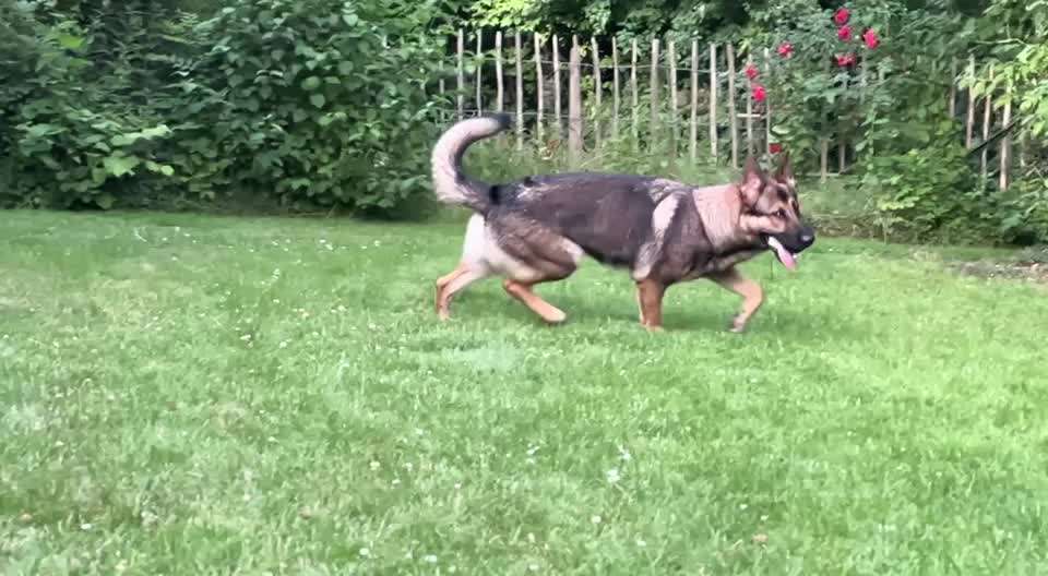 Alles rund um den Schäferhund, diskutieren erwünscht.-Beitrag-Bild