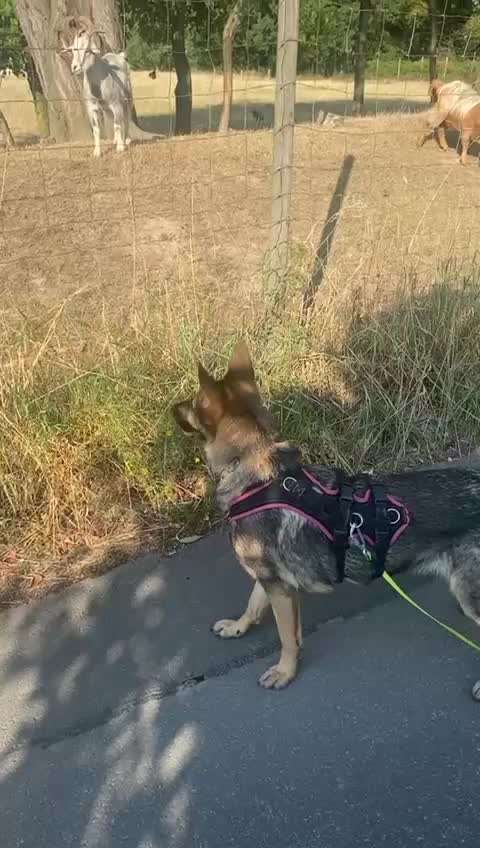 Alles rund um den Schäferhund, diskutieren erwünscht.-Beitrag-Bild