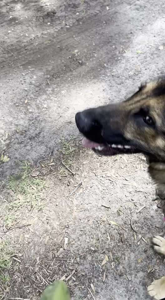 Alles rund um den Schäferhund, diskutieren erwünscht.-Beitrag-Bild