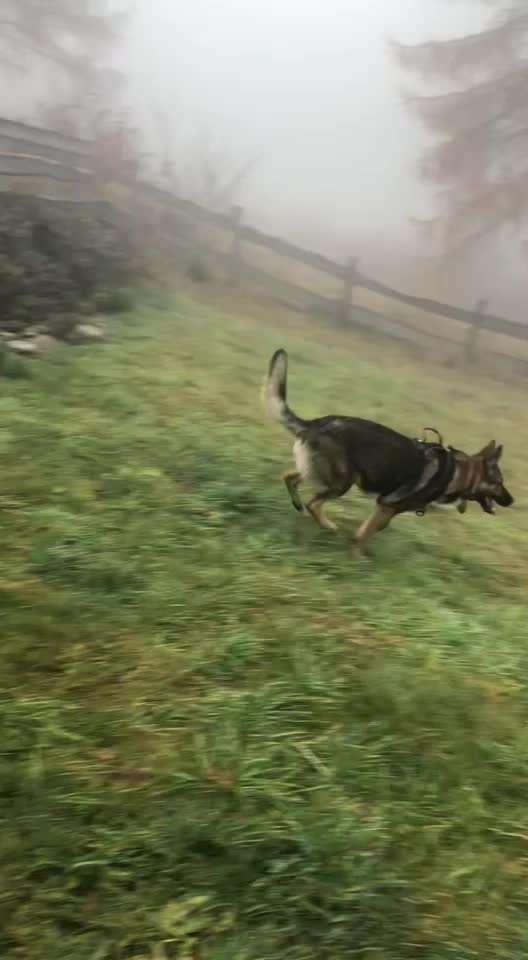 Alles rund um den Schäferhund, diskutieren erwünscht.-Beitrag-Bild