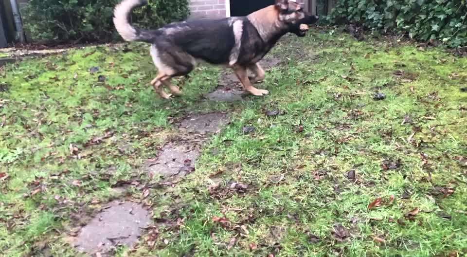 Alles rund um den Schäferhund, diskutieren erwünscht.-Beitrag-Bild