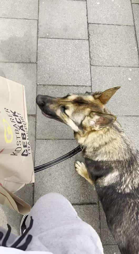 Alles rund um den Schäferhund, diskutieren erwünscht.-Beitrag-Bild