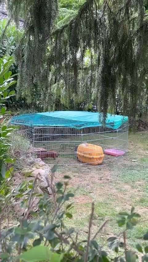 Alles rund um den Schäferhund, diskutieren erwünscht.-Beitrag-Bild