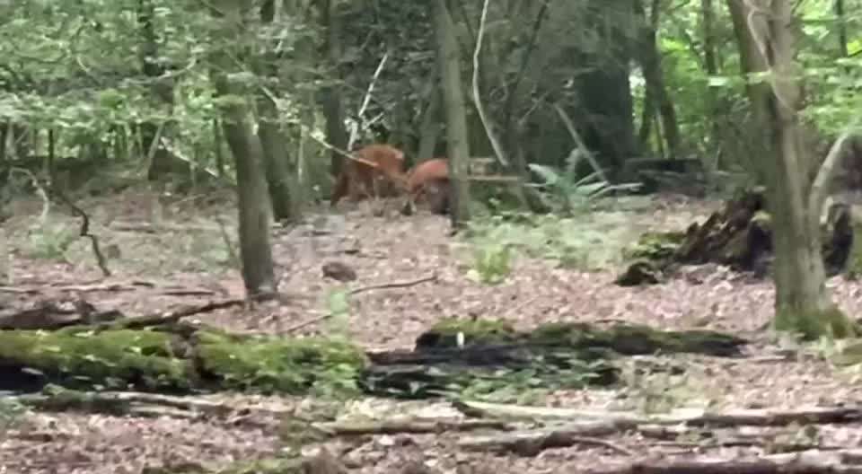 Alles rund um den Schäferhund, diskutieren erwünscht.-Beitrag-Bild