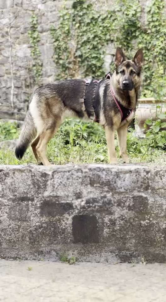 Alles rund um den Schäferhund, diskutieren erwünscht.-Beitrag-Bild
