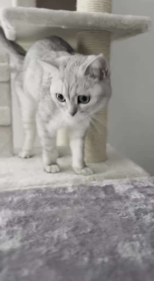 Alles rund um den Schäferhund, diskutieren erwünscht.-Beitrag-Bild