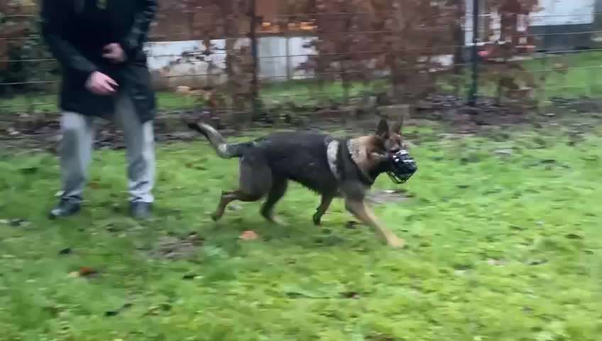 Alles rund um den Schäferhund, diskutieren erwünscht.-Beitrag-Bild