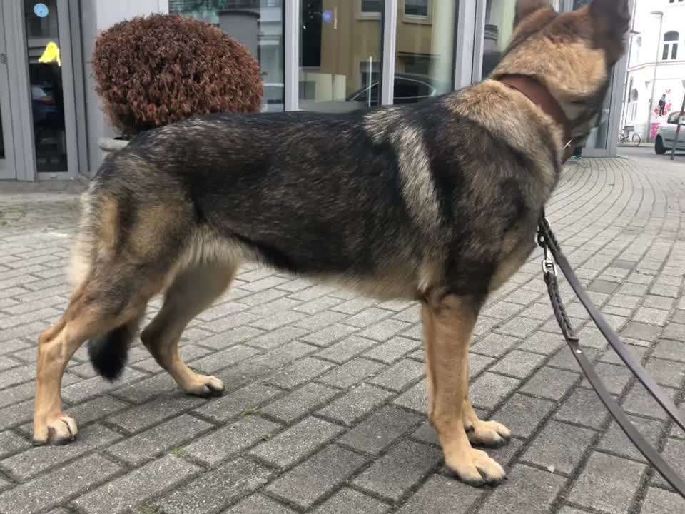 Alles rund um den Schäferhund, diskutieren erwünscht.-Beitrag-Bild