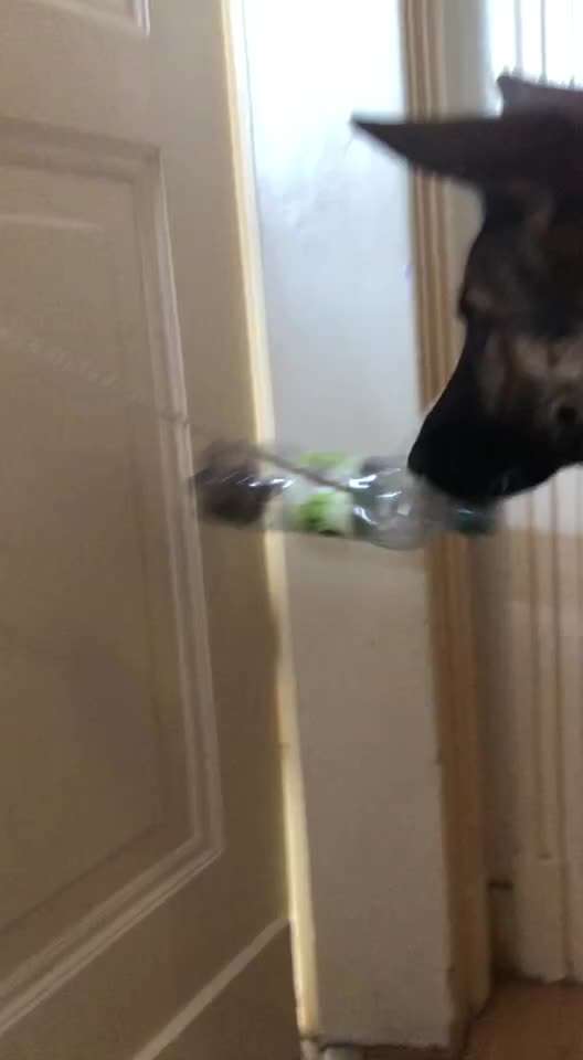 Alles rund um den Schäferhund, diskutieren erwünscht.-Beitrag-Bild