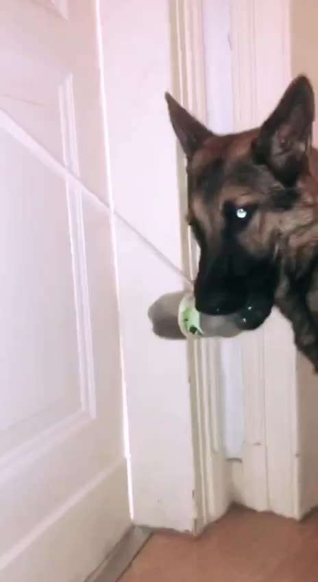 Alles rund um den Schäferhund, diskutieren erwünscht.-Beitrag-Bild