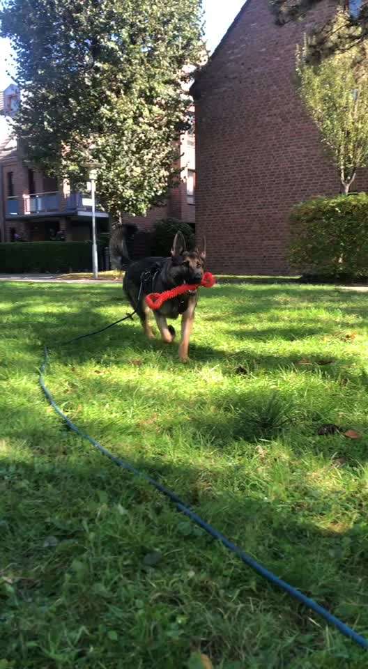 Alles rund um den Schäferhund, diskutieren erwünscht.-Beitrag-Bild