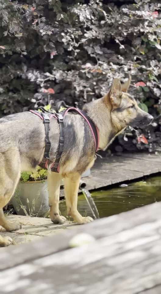 Alles rund um den Schäferhund, diskutieren erwünscht.-Beitrag-Bild