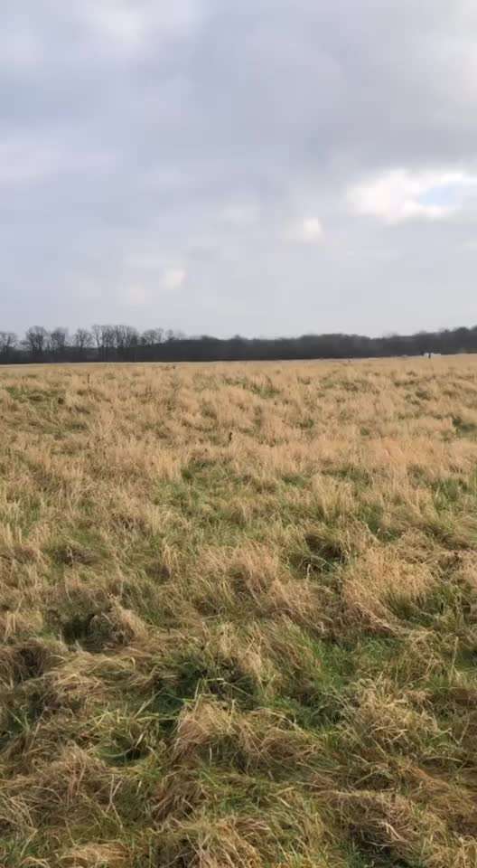 Alles rund um den Schäferhund, diskutieren erwünscht.-Beitrag-Bild