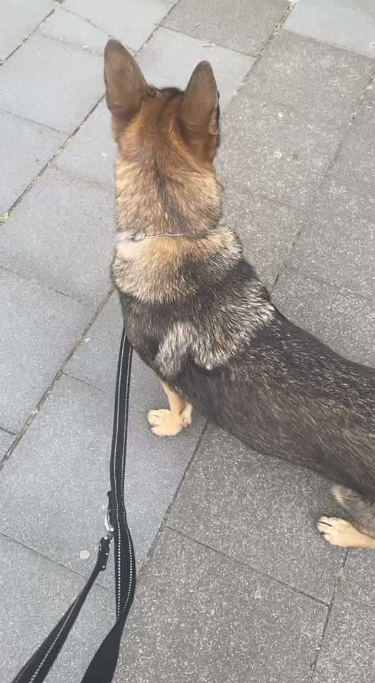 Alles rund um den Schäferhund, diskutieren erwünscht.-Beitrag-Bild