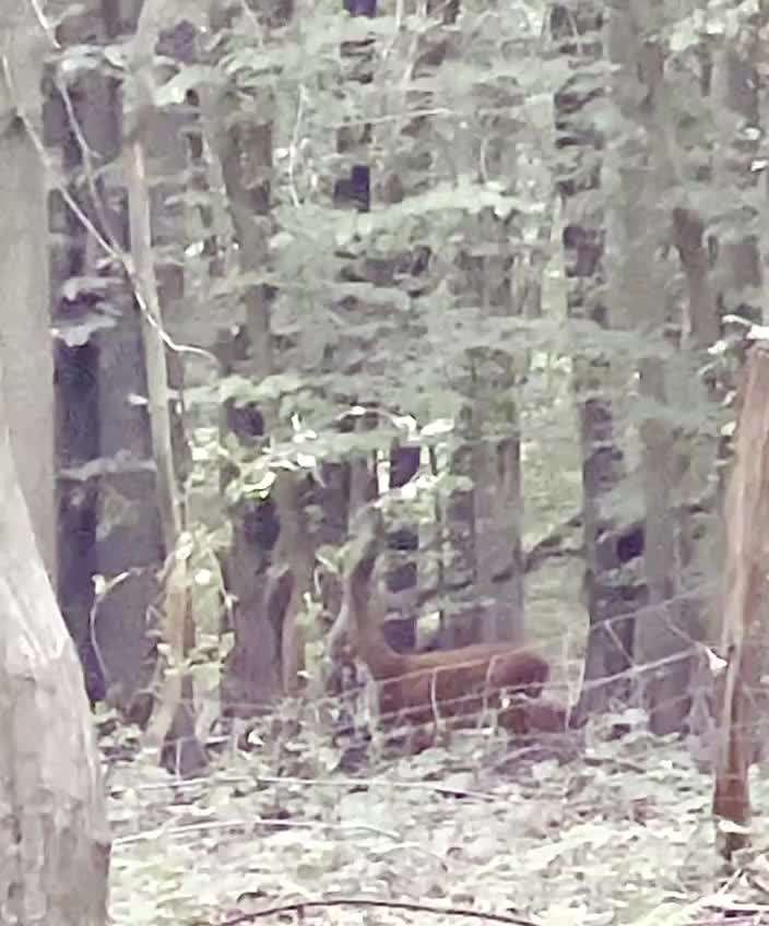 Alles rund um den Schäferhund, diskutieren erwünscht.-Beitrag-Bild