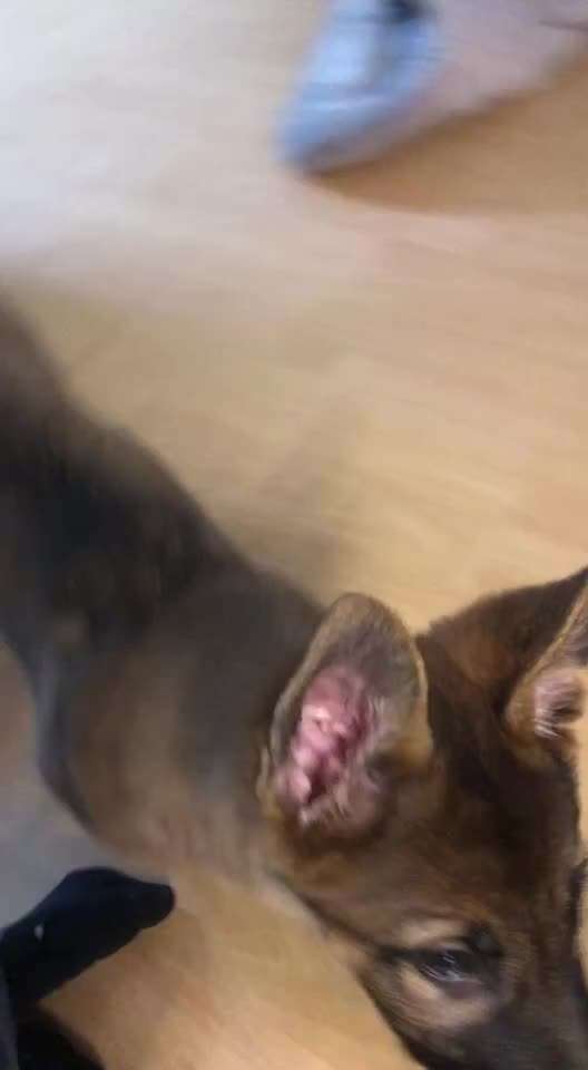 Hier ist der Spaßthread. Zum Schmunzeln und Kaputtlachen-Beitrag-Bild