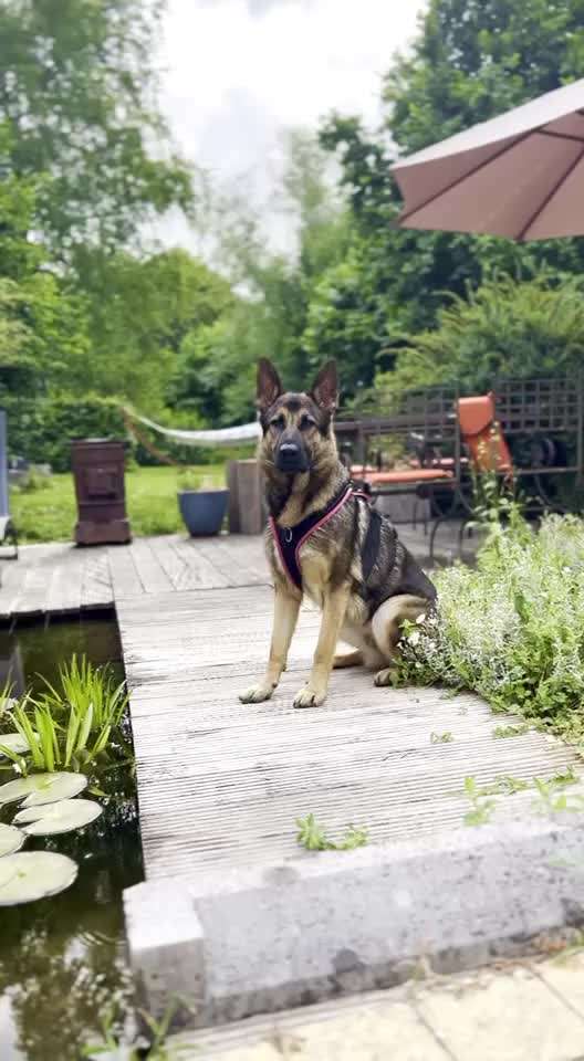 Alles rund um den Schäferhund, diskutieren erwünscht.-Beitrag-Bild