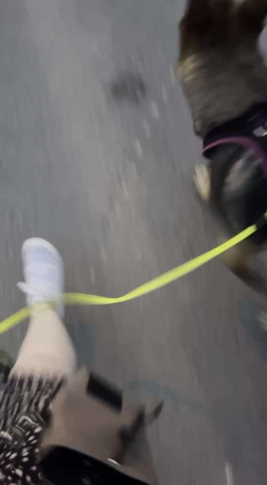 Alles rund um den Schäferhund, diskutieren erwünscht.-Beitrag-Bild