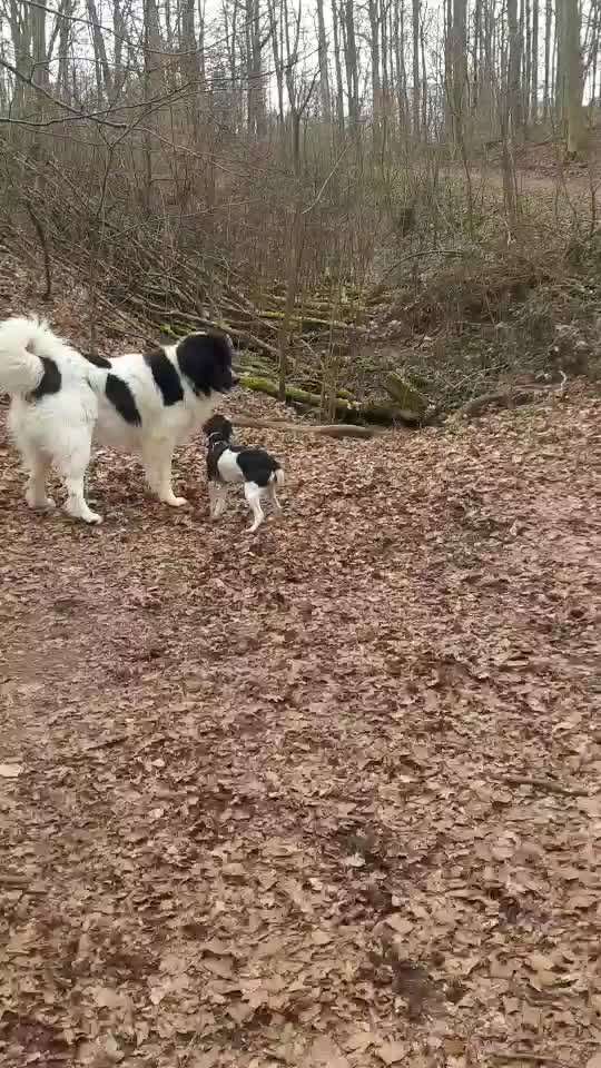 Reinrassige Hunde?-Beitrag-Bild