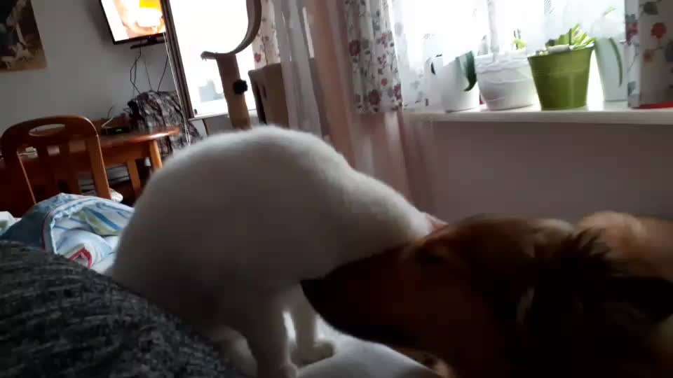 Collies gesucht-Beitrag-Bild