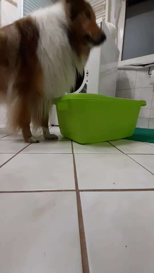 Assistenzhund-Beitrag-Bild