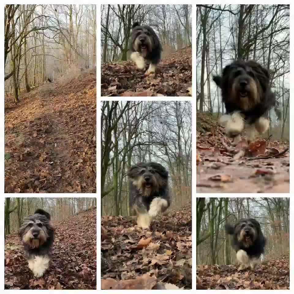 Impulskontrollübung 67: Laufbilder mit dem Hund 📸-Beitrag-Bild