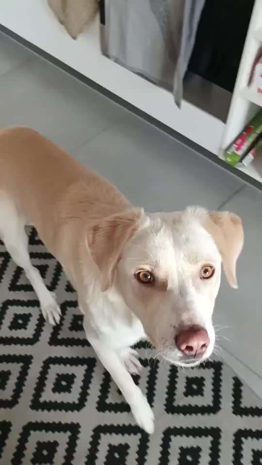 Impulskontrolle-Challenge Nr. 2: Vorbei laufen-Beitrag-Bild