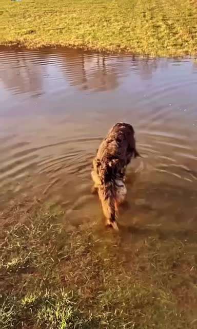 Zeigt hier Euer liebstes Video Eurer Hunde-Beitrag-Bild