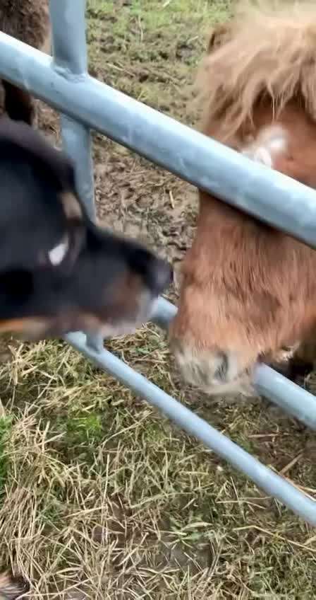 Zeigt hier Euer liebstes Video Eurer Hunde-Beitrag-Bild