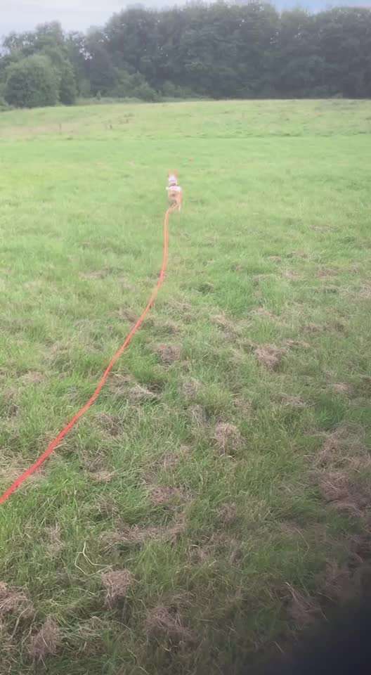 43. Fotochallenge-Zeigt mir eure Ball oder Frisbee verrueckten Hunde-Beitrag-Bild