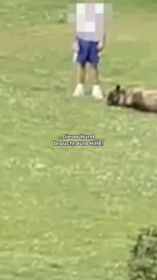 Reagieren die Ämter zu spät oder nicht richtig? Hund bleibt in Misshandlung!-Beitrag-Bild