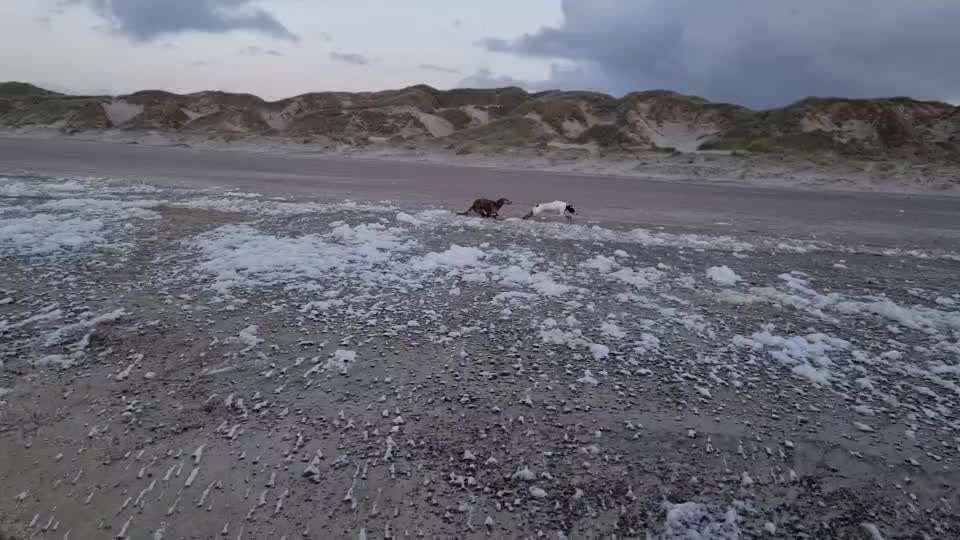 Windhunde - Treffen der besonderen Schönheiten
HERZLICH WILLKOMMEN-Beitrag-Bild
