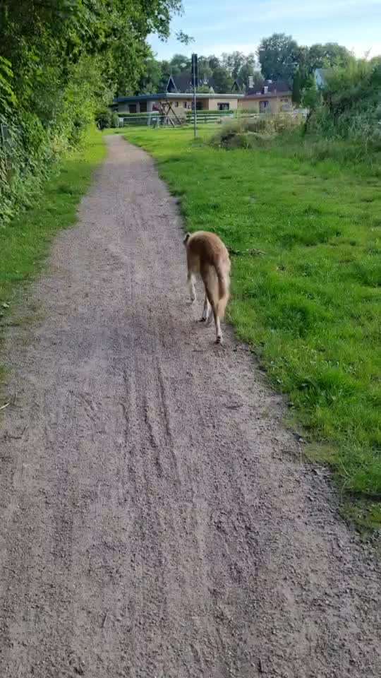 58.Impulskontrollchallenge " Geduld haben !"-Beitrag-Bild