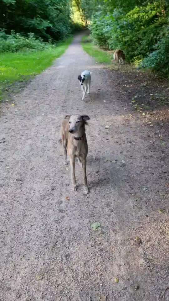 58.Impulskontrollchallenge " Geduld haben !"-Beitrag-Bild