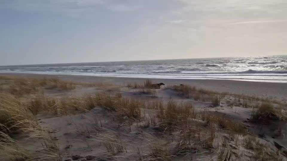 Windhunde - Treffen der besonderen Schönheiten
HERZLICH WILLKOMMEN-Beitrag-Bild