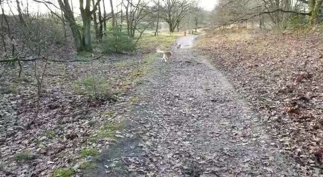Windhunde - Treffen der besonderen Schönheiten
HERZLICH WILLKOMMEN-Beitrag-Bild