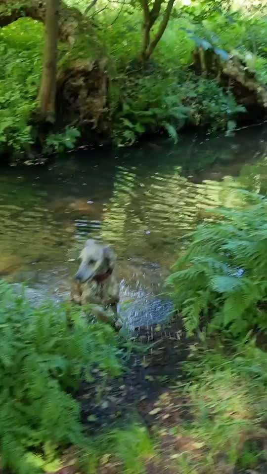 Windhunde - Treffen der besonderen Schönheiten
HERZLICH WILLKOMMEN-Beitrag-Bild