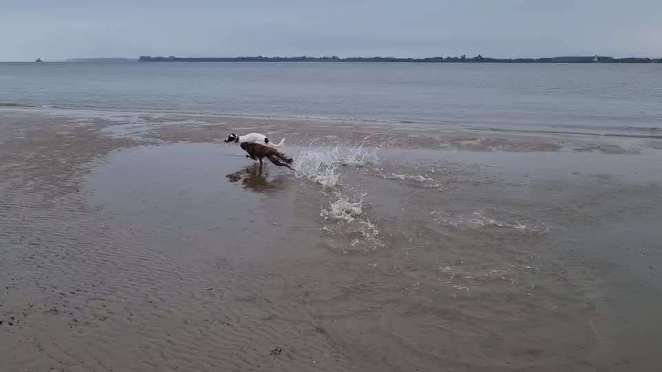 Windhunde - Treffen der besonderen Schönheiten
HERZLICH WILLKOMMEN-Beitrag-Bild