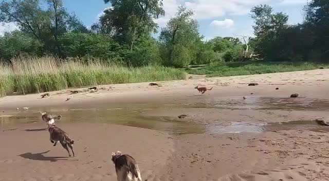 Whippet-Beitrag-Bild