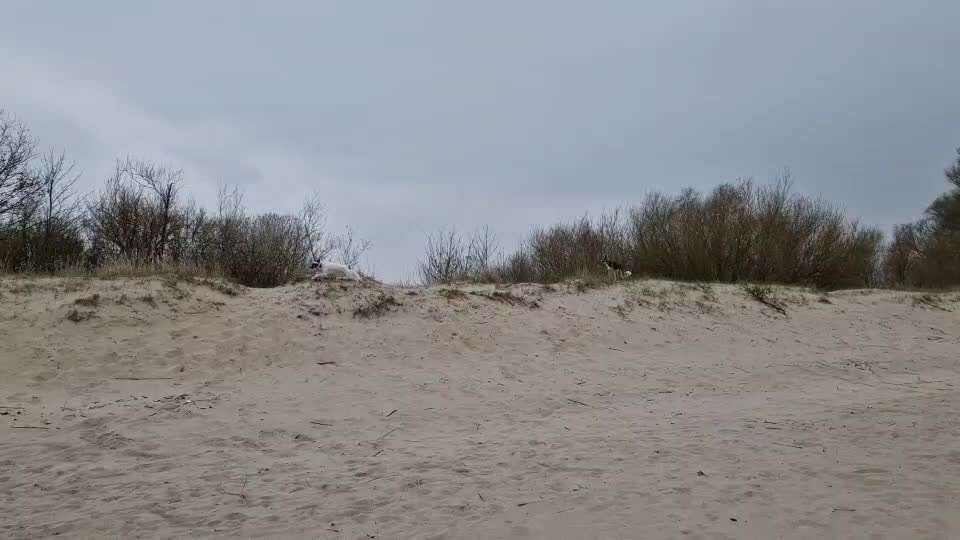 Windhunde - Treffen der besonderen Schönheiten
HERZLICH WILLKOMMEN-Beitrag-Bild