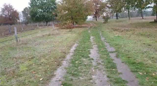 Windhunde - Treffen der besonderen Schönheiten
HERZLICH WILLKOMMEN-Beitrag-Bild