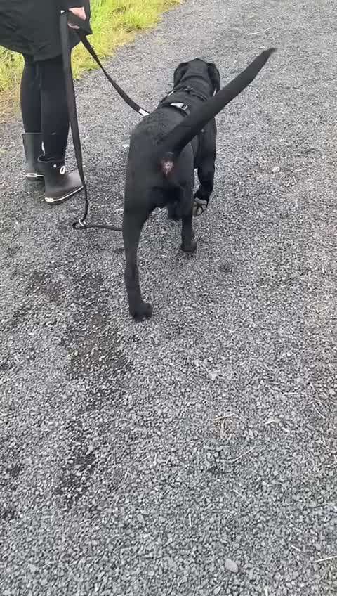 Leinenführigkeit in unbekannter Ungebung-Beitrag-Bild