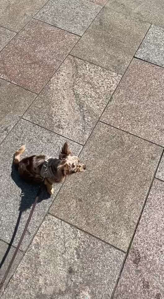 Impulskontrolle Challenge Nr. 11 "Bleib mit Ablenkung"-Beitrag-Bild