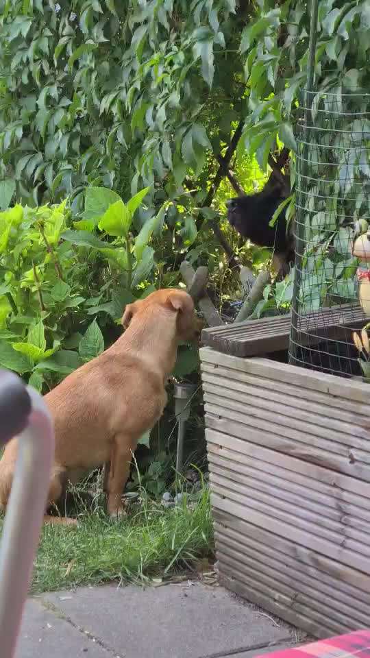 Zeigt hier Euer liebstes Video Eurer Hunde-Beitrag-Bild