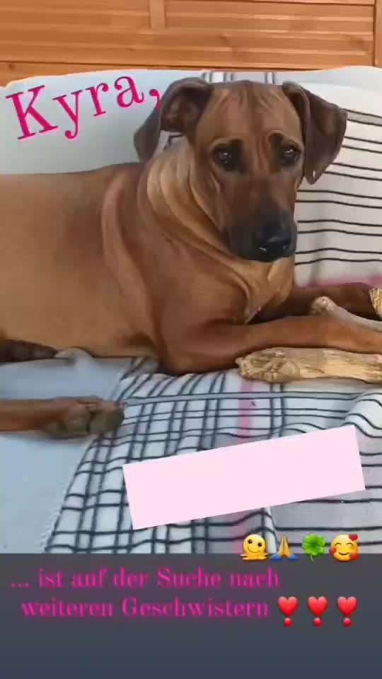 aktuelles Foto Gruppe Wurfgeschwister finden