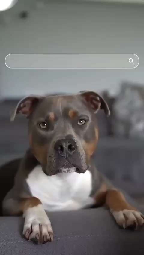 Hunde Memes-Beitrag-Bild