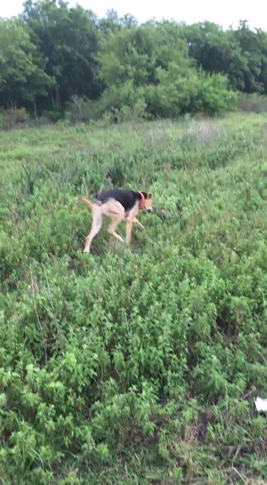 Handy Video Challenge Nr. 37 - "Dein Hund auf der Wiese"-Beitrag-Bild